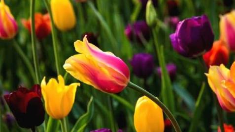 世界上最美的花 世界上最美的花