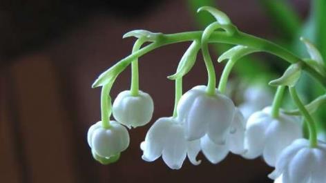 世界上最美的花 世界上最美的花