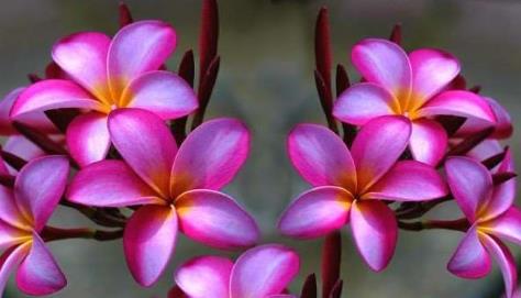 世界上最美的花 世界上最美的花