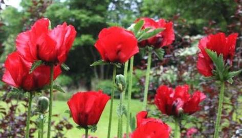 世界上最美的花 世界上最美的花