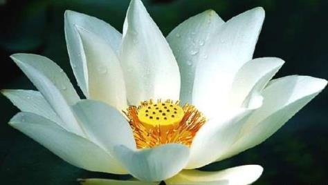 世界上最美的花 世界上最美的花