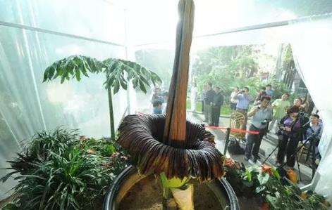 世界上10种又丑又臭的花 世界上10种又丑又臭的花