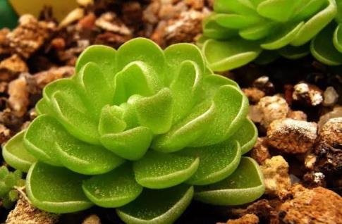 世界上10种又丑又臭的花 世界上10种又丑又臭的花