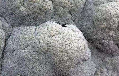 世界上10种又丑又臭的花 世界上10种又丑又臭的花