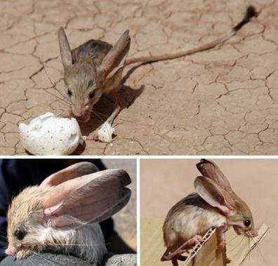 全球最恐怖最罕见的动物