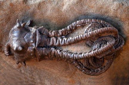 全球最恐怖最罕见的动物