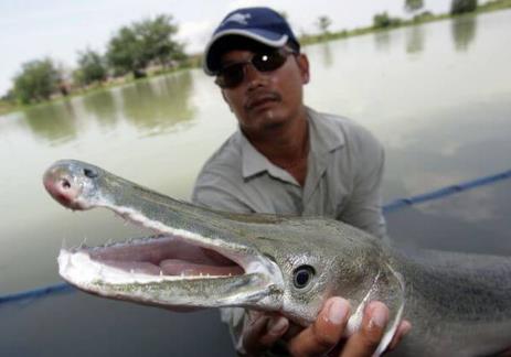 世界十大最凶猛淡水鱼