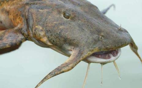 世界十大最凶猛淡水鱼 世界十大最凶猛淡水鱼