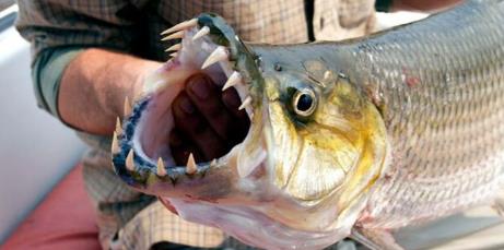 世界十大最凶猛淡水鱼 世界十大最凶猛淡水鱼