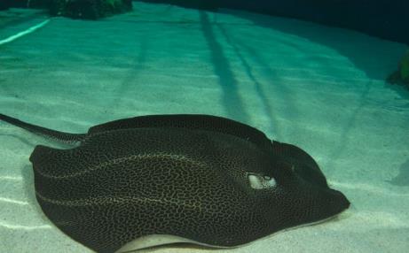 世界十大最凶猛淡水鱼 世界十大最凶猛淡水鱼