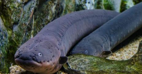 世界十大最凶猛淡水鱼 世界十大最凶猛淡水鱼