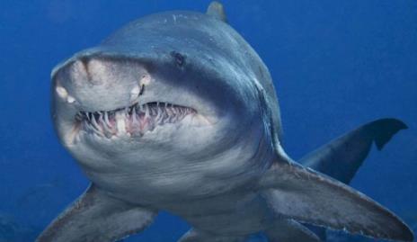 世界十大最凶猛淡水鱼 世界十大最凶猛淡水鱼