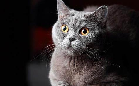 世界五大贵族猫最具贵族气质的猫咪