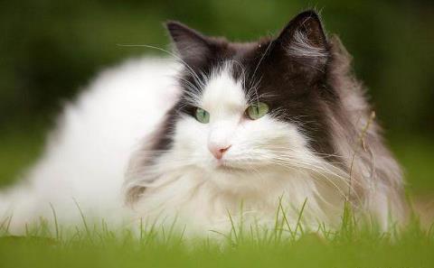 世界五大贵族猫 世界五大贵族猫