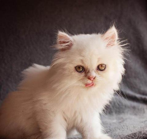 世界五大贵族猫