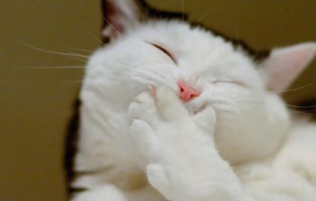 世界五大贵族猫