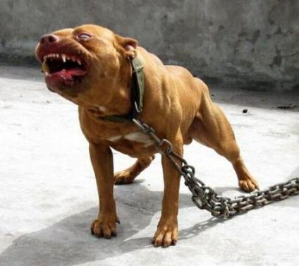 世界最凶的狗_世界上十大最凶猛的狗狗,排名第一的没有痛觉,完虐藏獒