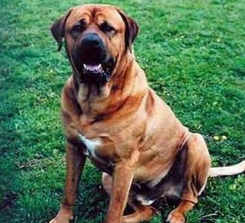 世界上最凶残的狗