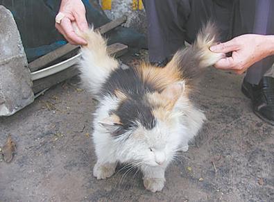 天使猫究竟是真实存在的吗