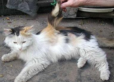 天使猫究竟是真实存在的吗