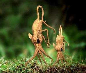 自然界居然还有用鼻子走路的生物