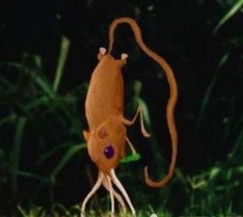 自然界居然还有用鼻子走路的生物