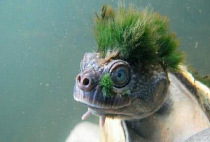 你见过头上长草的乌龟吗