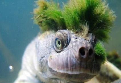 你见过头上长草的乌龟吗