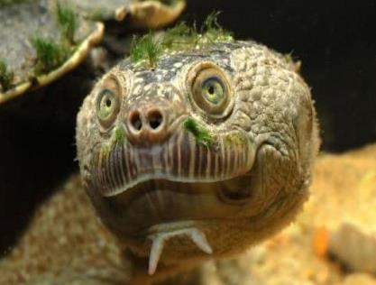 你见过头上长草的乌龟吗