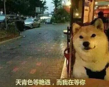 优雅的单身狗 优雅的单身狗