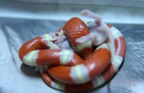 世界上最受欢迎的蛇