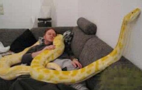 世界上最受欢迎的蛇