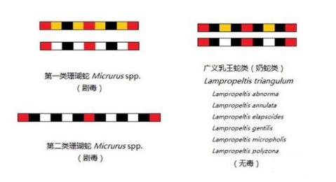 世界上最受欢迎的蛇