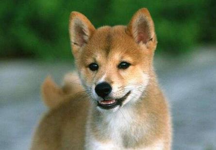 世界最忠诚的狗狗 世界最忠诚的狗狗