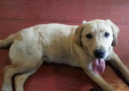 世界最忠诚的狗狗 世界最忠诚的狗狗