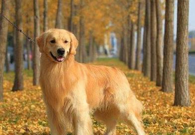 世界最忠诚的狗狗 世界最忠诚的狗狗