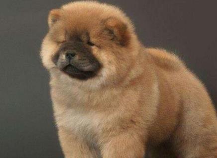 世界最忠诚的狗狗 世界最忠诚的狗狗