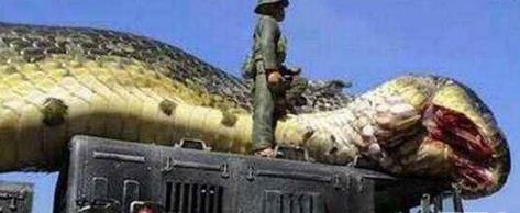 解放军炸死千年蛇妖