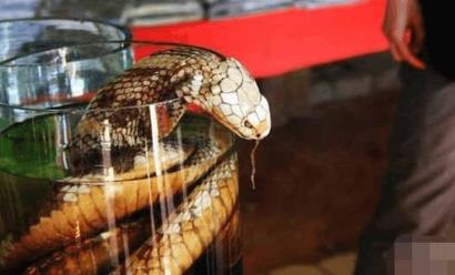蛇泡药酒