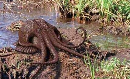 沼泽章鱼是什么 沼泽章鱼是什么