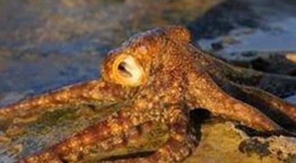 沼泽章鱼是什么 沼泽章鱼是什么