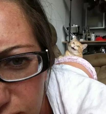 天哪猫咪原来这么可怕 天哪猫咪原来这么可怕