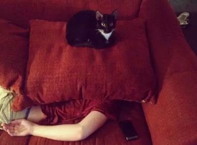 天哪猫咪原来这么可怕 天哪猫咪原来这么可怕