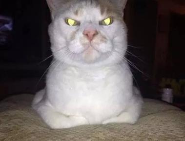 天哪猫咪原来这么可怕 天哪猫咪原来这么可怕