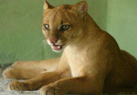 世界上最强悍的猫 世界上最强悍的猫