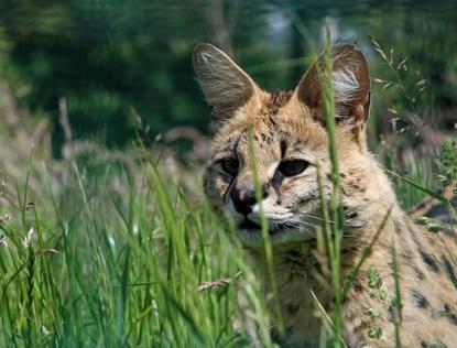 世界上最强悍的猫 世界上最强悍的猫