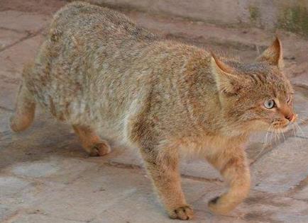 世界上最强悍的猫 世界上最强悍的猫