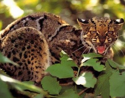 世界上最强悍的猫 世界上最强悍的猫