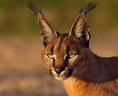 世界上最强悍的猫 世界上最强悍的猫