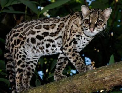 世界上最强悍的猫 世界上最强悍的猫